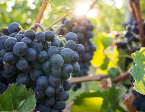 Grape Varietals