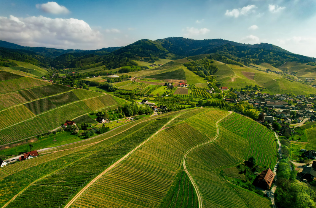 Wine Regions