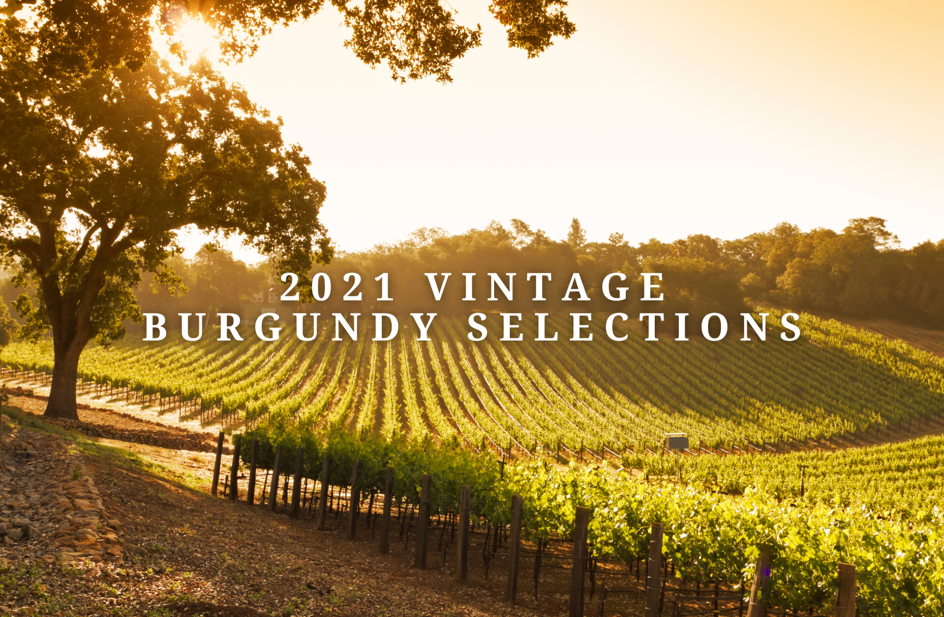 2021 Vintage Burgundy Selections