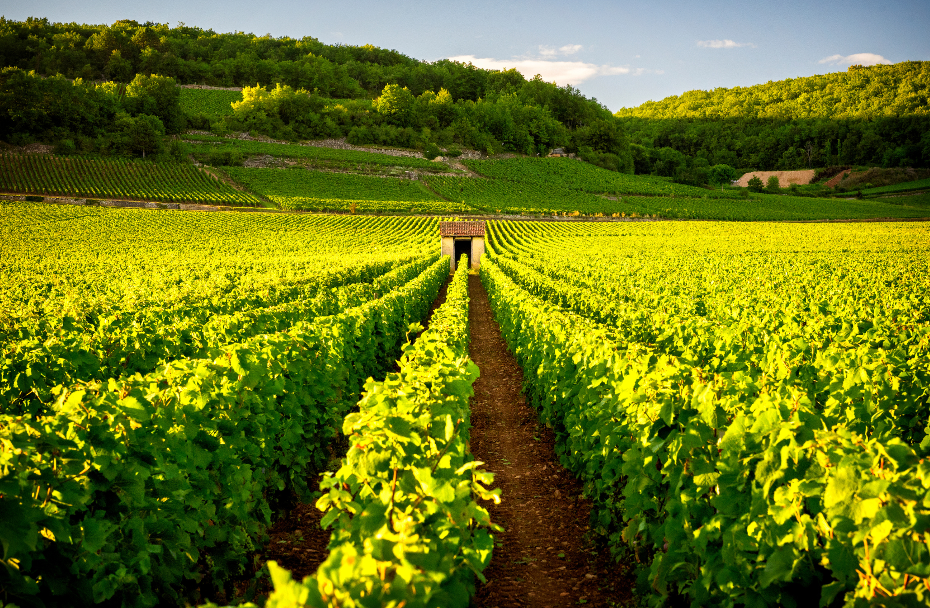 Corton Climat Review & Other Burgundy Selection