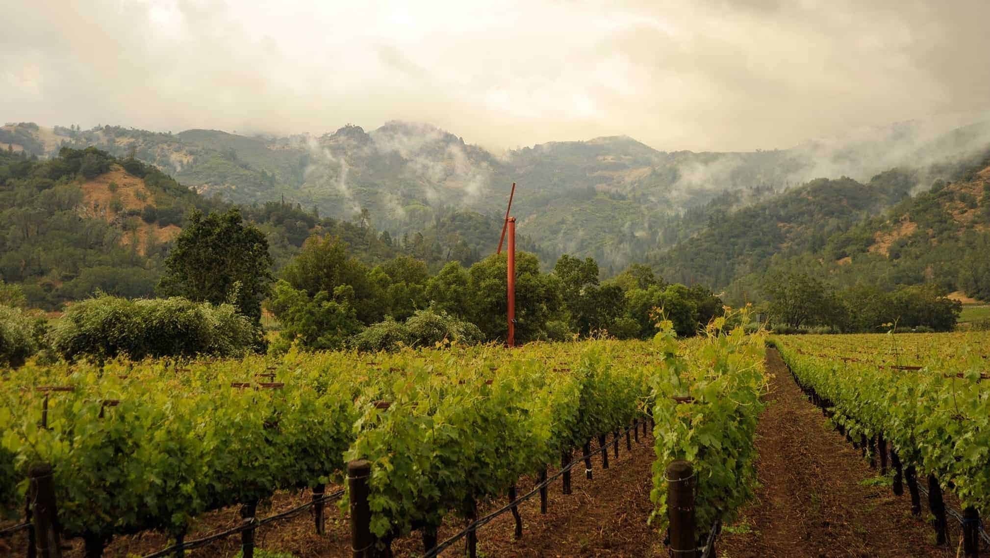 Eisele Vineyard