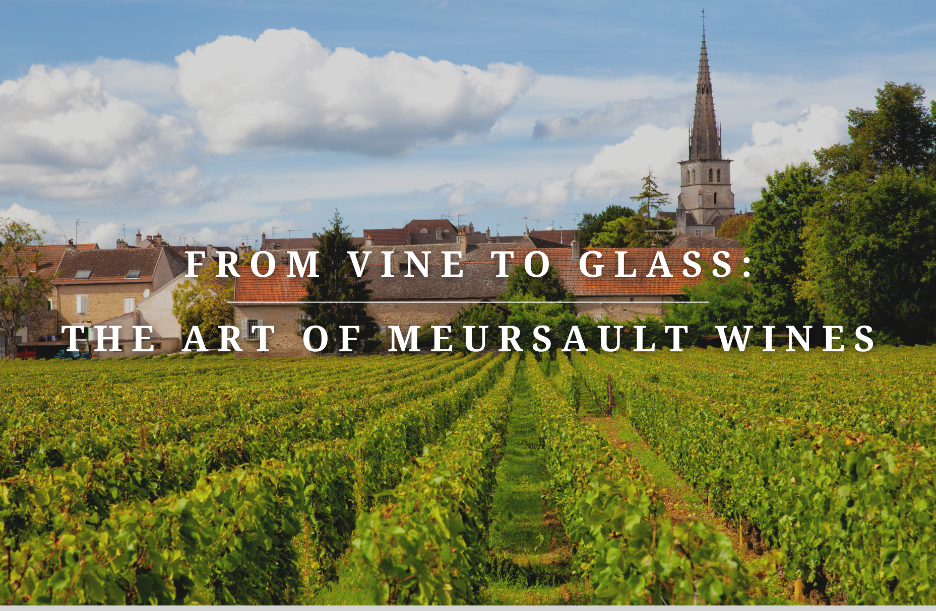From Vine to Glass: The Art of Meursault Wines