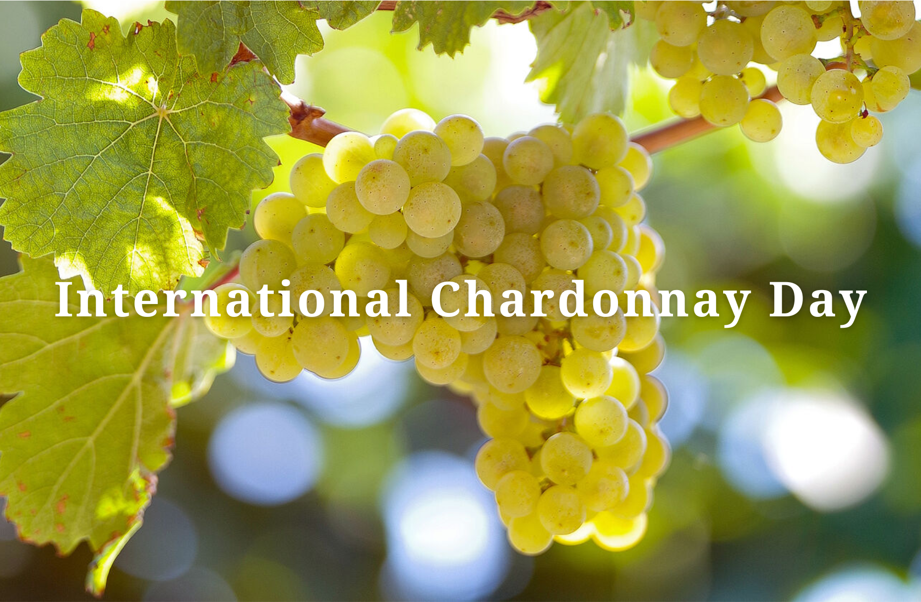 International Chardonnay Day