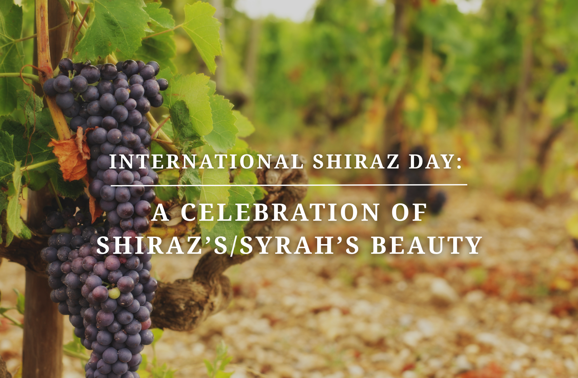 International Shiraz Day: A Celebration of Shiraz's/Syrah's Beauty