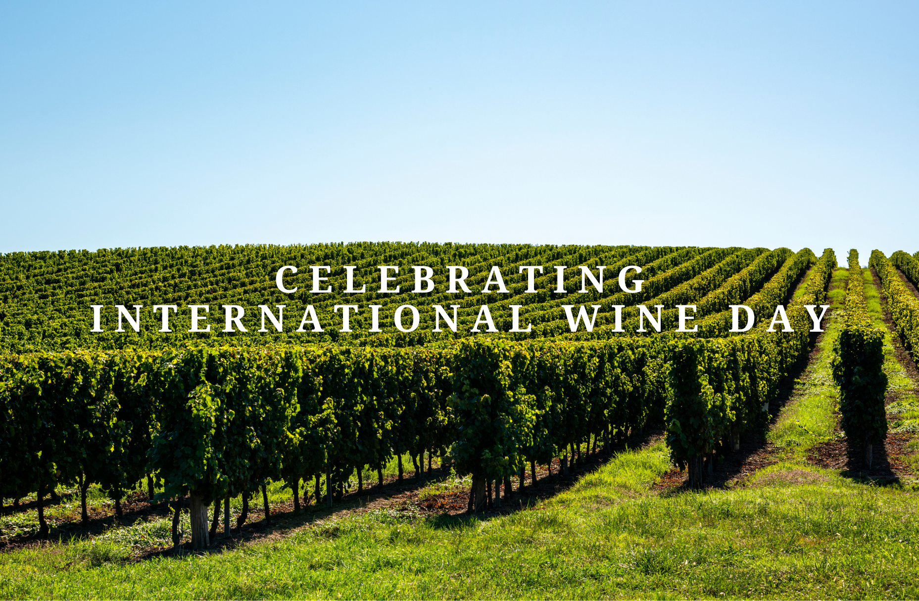 International Wine Day