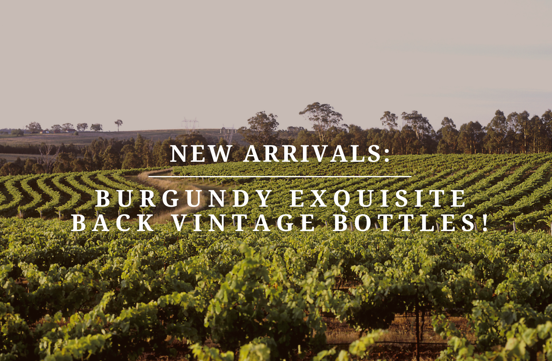 New Arrivals: Burgundy Exquisite Back Vintage Bottles!