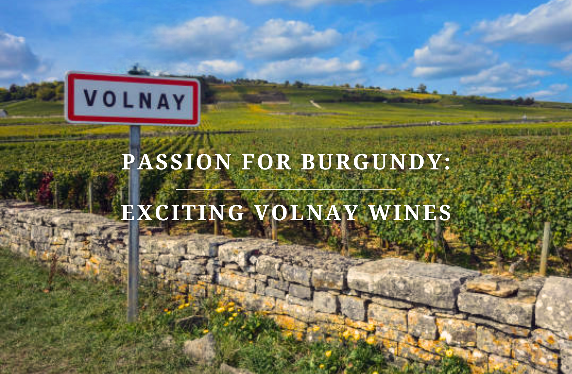 Passion for Burgundy: Exciting Volnay Treasures