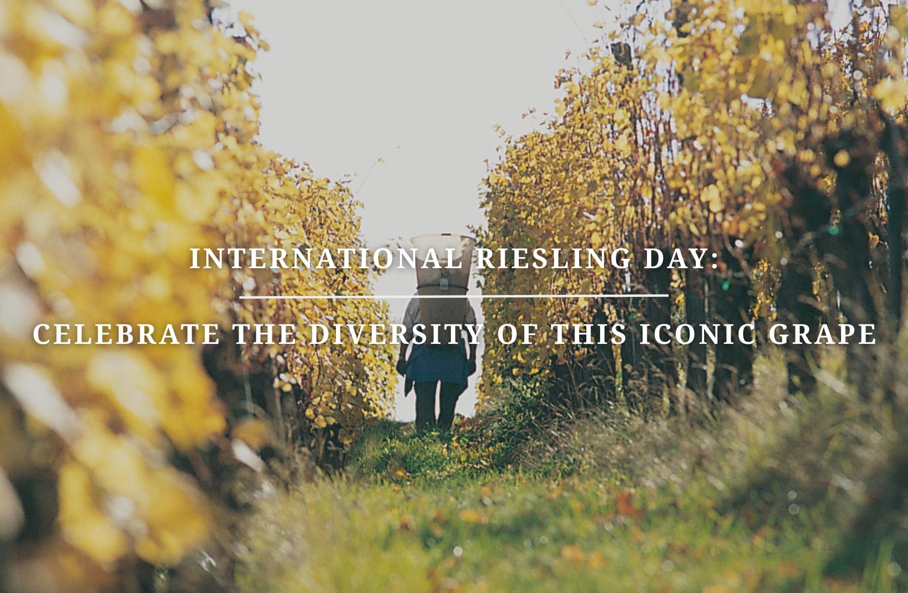 International Riesling Day: Celebrate the Diversity of This Iconic Grape
