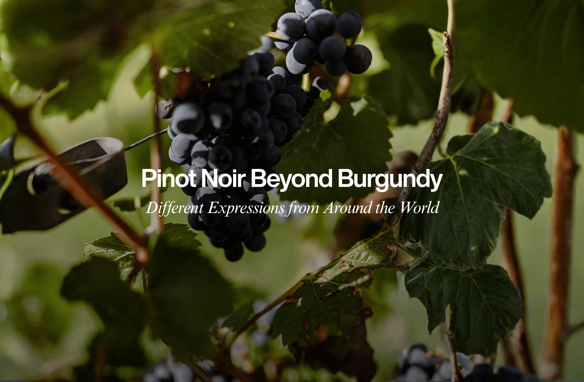 Pinot Noir Beyond Burgundy: Different Expressions from Around the World