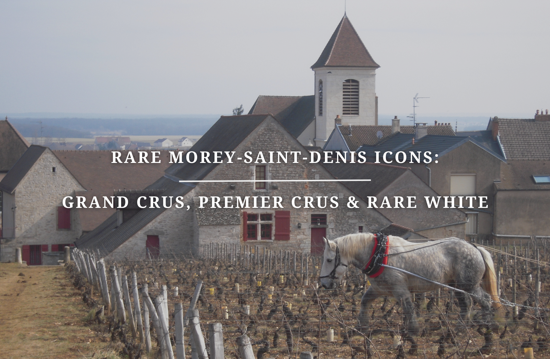 Rare Morey-Saint-Denis Icons: Grand Crus, Premier Crus & Rare White