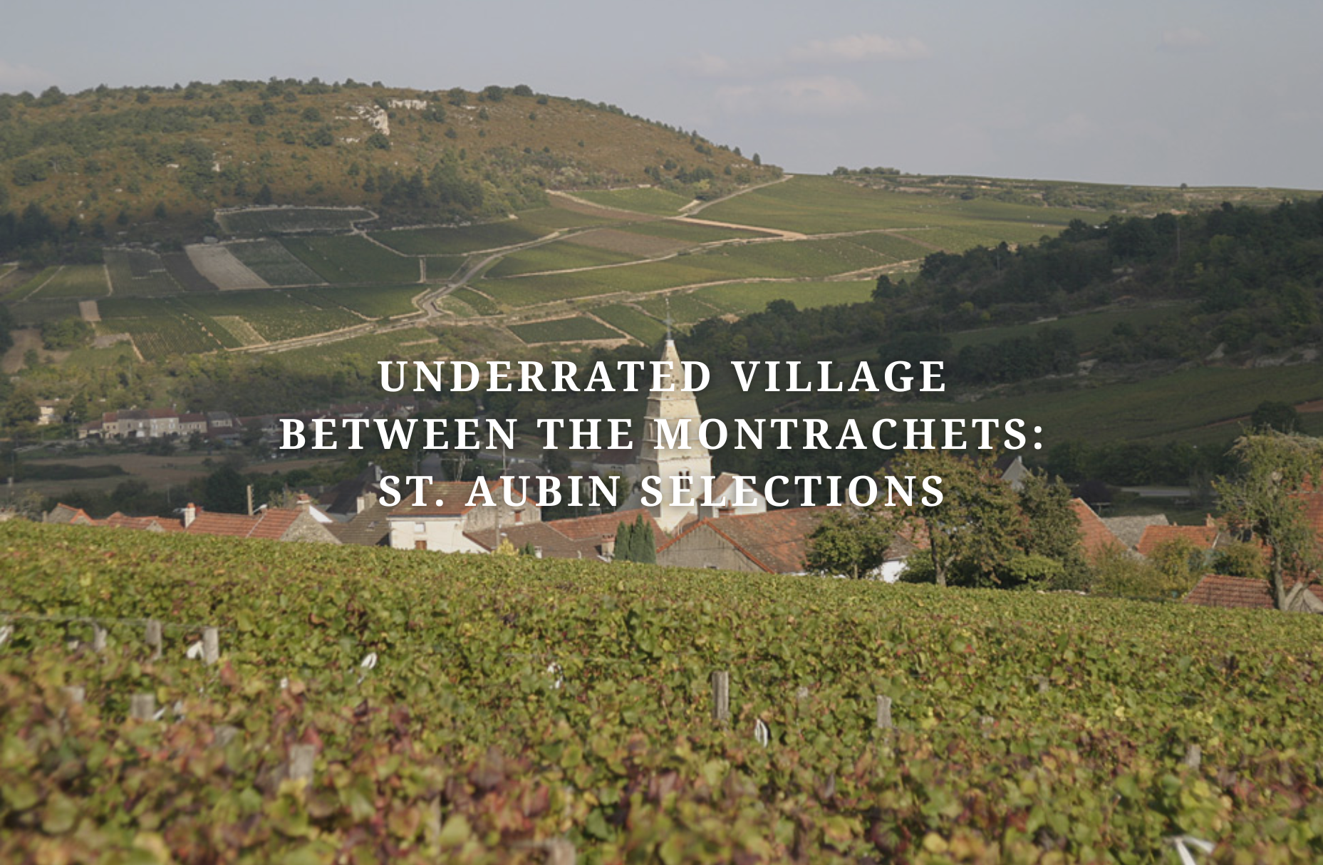 Underrated Village Between the Montrachets: St. Aubin Selections