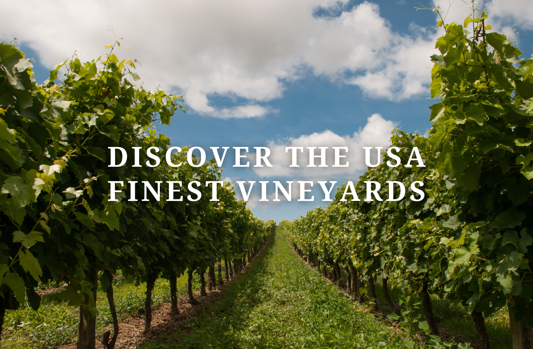 Discover The USA Finest Vineyards