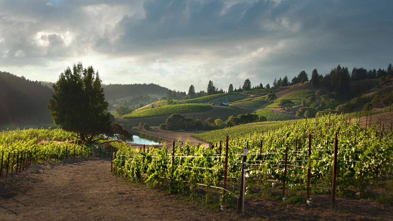 Rhys Vineyards