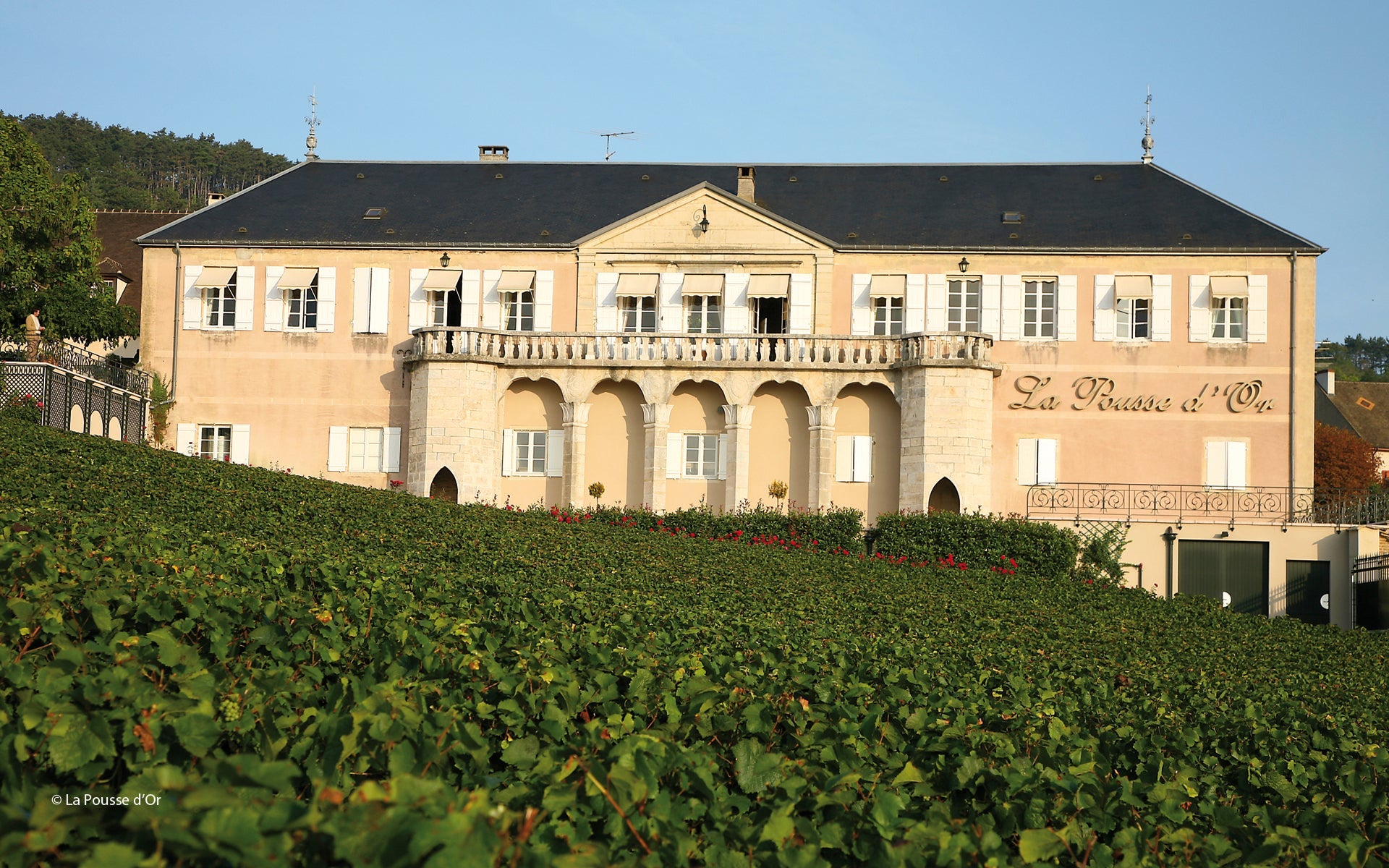 La Pousse d'Or
